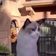 Brighten Up Your Pandemic Life With One of Google Search’s 50 New AR Animals